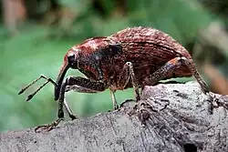 A Rhynchodes ursus weevil with long legs perched on a tree branch, while looking towards the left.