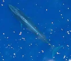 Aerial photo of a Rice's whale