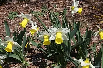 Close-up of flowers in a garden.