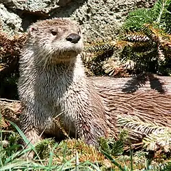 A North American river otter laying on grass, attentively watching out