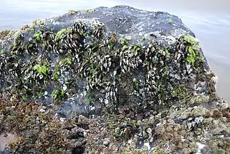 Image of genus Pollicipes on rock of intertidal zone