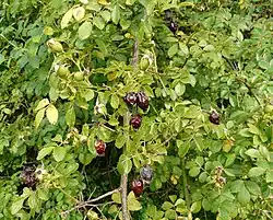 In fruit; ripe hips are retained on the plant