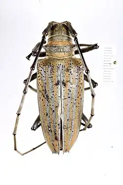 Rosenbergia weiskei Heller