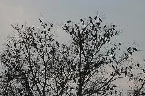 Gathering in the evening before roosting in Vadodara, Gujarat, India