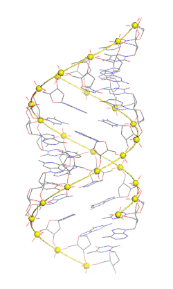 A gif of rotating A-DNA in standard CPK (Corey-Pauling-Koltun) coloring.
