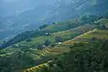 Rice terraces in Hoang Su Phi, Ha Giang, Vietnam.