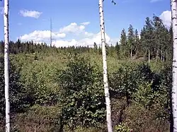 Birches near Ruovesi