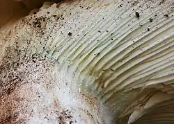 Closeup of a white mushroom, showing a bluish-green band of color at the intersection of the gills and stipe.