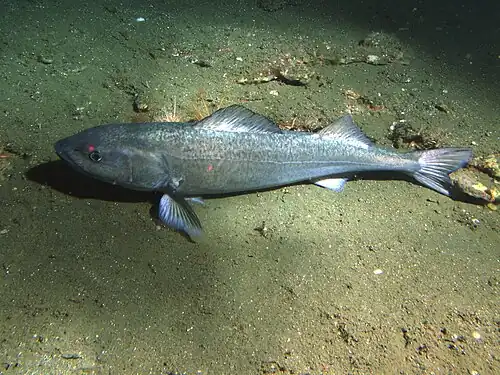 Sablefish resting on soft sediment 302 m (991 ft) deep