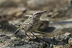 C. s. herero in Etosha National Park, Namibia (large-billed)