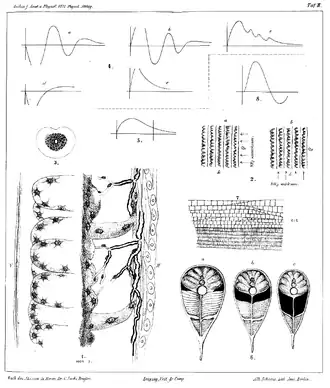 Carl Sachs's illustration of his discovery of Sachs's organ (shown in black at 6) in the electric eel, with electric discharge patterns (4, 5, 8), 1877