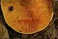 Closeup of lamellas of L. salmonicolor
