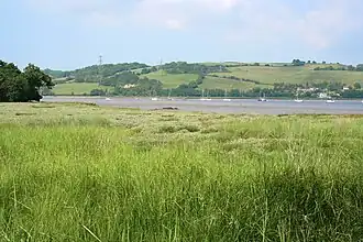 Salt marsh on a lower bank of the River Tamar