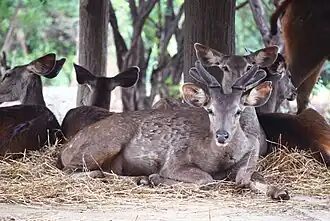 Sambar deer