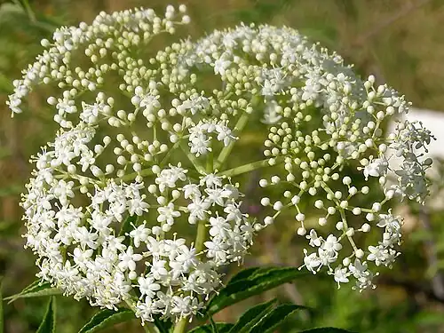 Inflorescence of S. canadensis