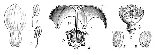1908 anatomical illustration