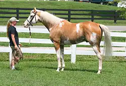 A palomino horse with irregular white spotting