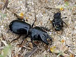 Scarites buparius with Pimelia bipunctata prey