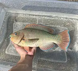 Small individual, in Florida