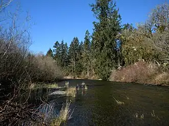 River flowing between a mix of coniferous trees and leafless shrubs