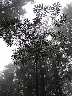 Heptapleurum taiwanianum