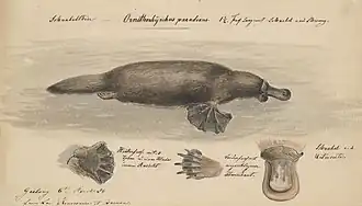 Study of Australian native animals, 1854. Image courtesy of State Library Victoria