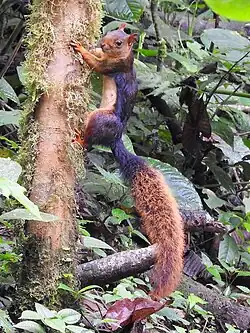 Black and brown squirrel