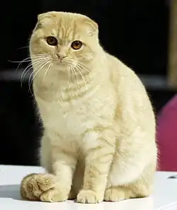 Scottish Fold
