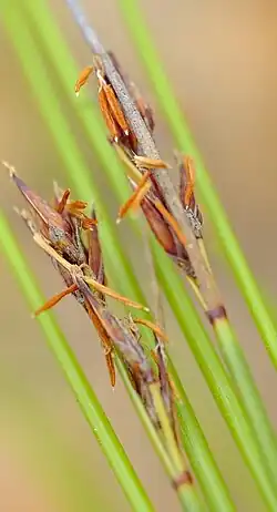 Flowering heads