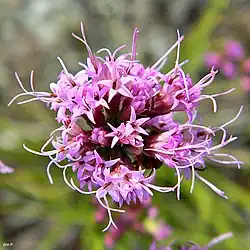 Flowers of Liatris tenuifolia