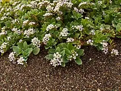 Variety oculatum has flowers 3–5&nbsp;mm wide with purple throats (Marin County, California)