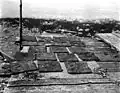 Cakes of seaweed being dried, July 1911