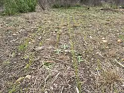 Seedlings growing in the Louis René Barrera Indiangrass Wildlife Sanctuary