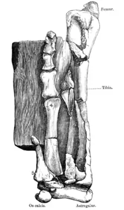 As the first image, but shown in front view