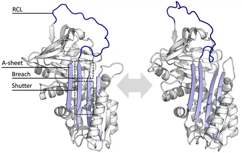 Diagram of serpin states