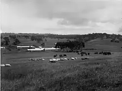 Bungaree Station buildings with sheep in 1906