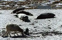 A white sheep, pictured with two lambs on the seaweed covered beach, next to seals lying in the sand.