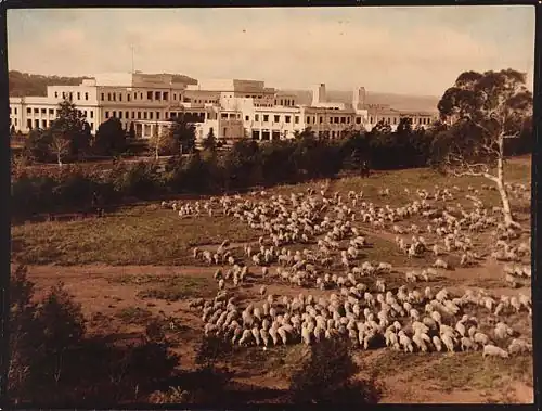 Photograph showing sheep near Parliament House, Canberra, taken by Albert R. Peters in the 1940s