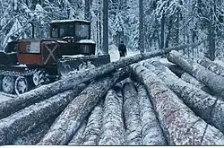 Dec1996:more larch trunks collected in the snow