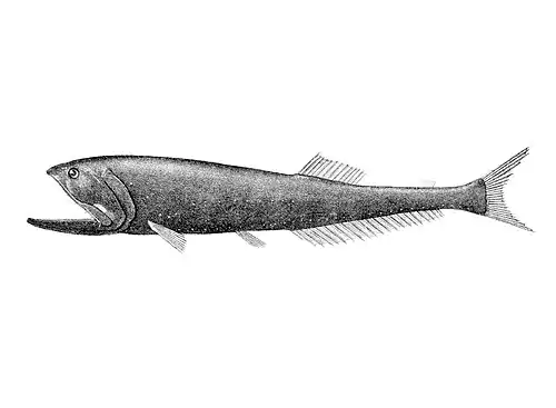 Mesopelagic bristlemouths may be the most abundant vertebrates on the planet, though little is known about them.[63]