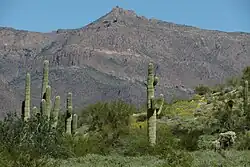 Carnegiea gigantea cacti on Silly Mountain, Arizona.