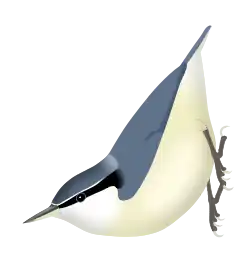 Digital drawing of a bird with grey upperparts, whitish underparts, and a black eyestripe