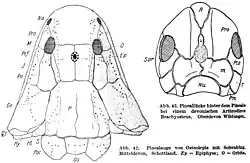 Extinct Osteolepis, showing prominent scleral ring on its parietal eye.