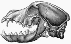Image 22Lateral view of a dog skull, jaw opened (from Dog anatomy)