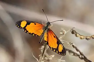 Male A. s. serena Gambia