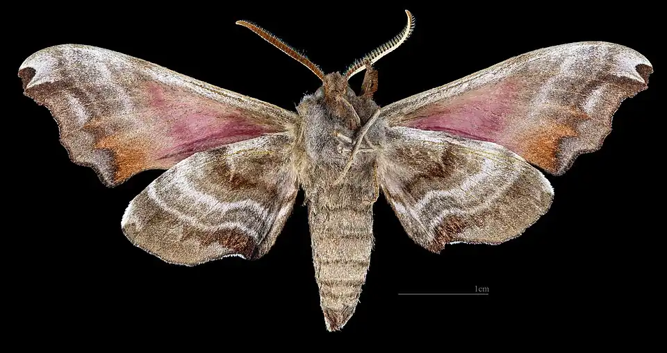 Male ventral