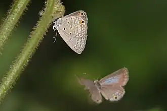 female being courted, Ghana