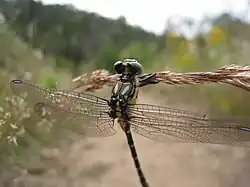 Clinging on to a blade of grass