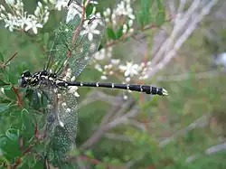 Male showing vice tail