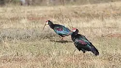 Foraging in short grassland, KwaZulu-Natal